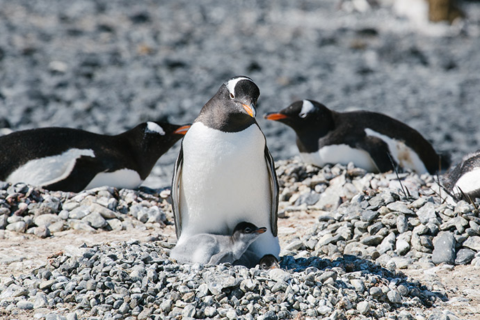 Пингвин с птенцом