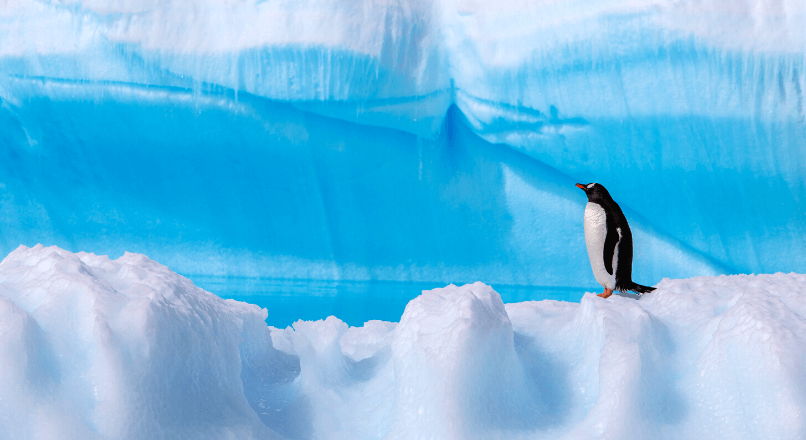 Антарктика - Мир айсбергов и пингвинов 2019