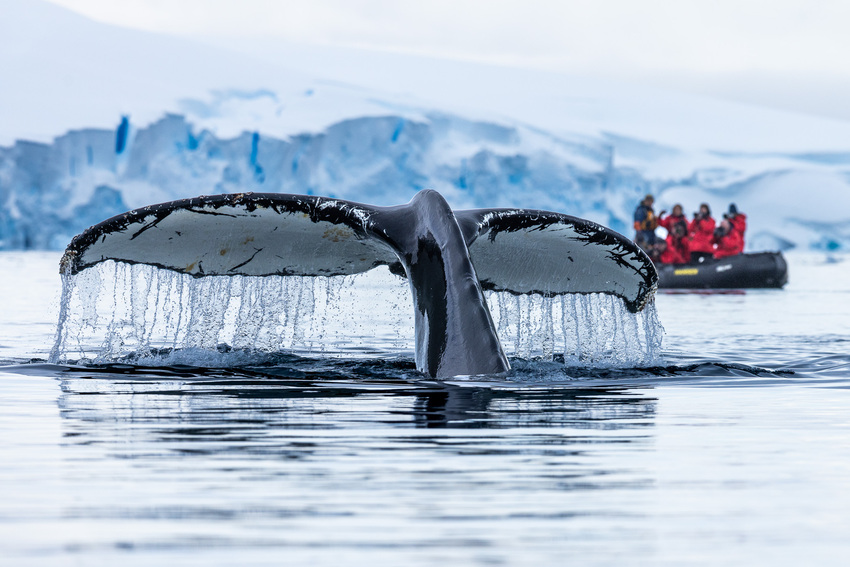 Где можно увидеть китов в России