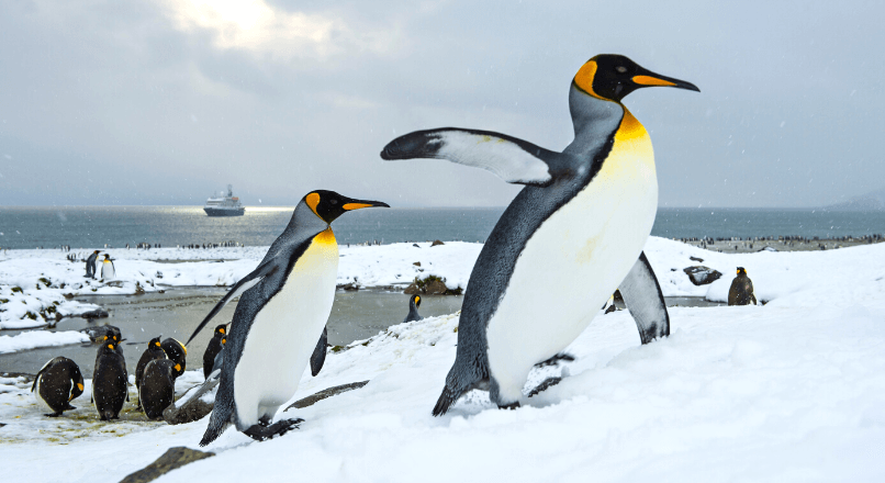 Антарктический экспедиционный круиз с Клубом Полярных Путешествий