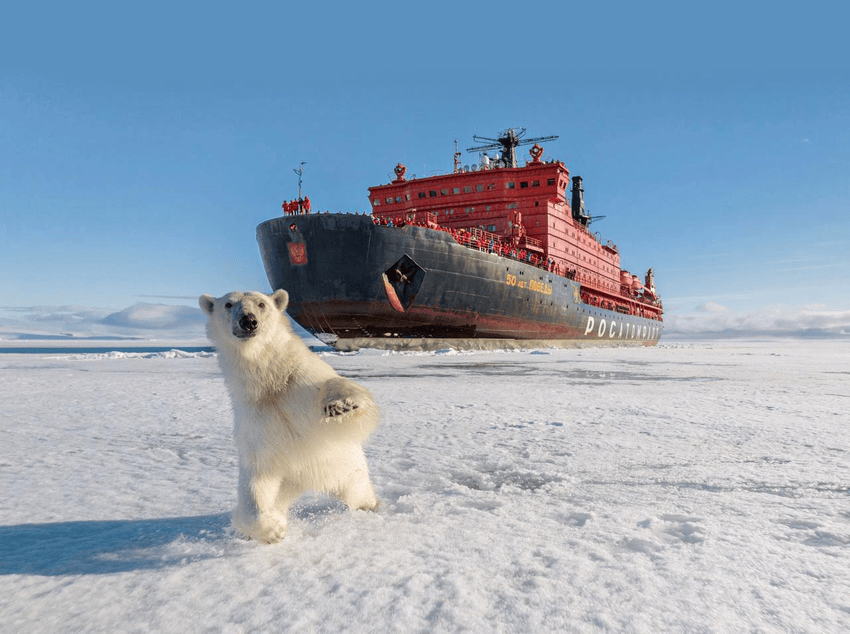 Каждый второй турист хочет попасть на Северный полюс и увидеть белого медведя