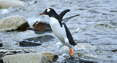 Где обитают пингвины и почему они не летают