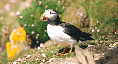 Редкие виды птиц в круизе по Британии и Шотландии