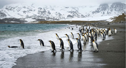 Сезоны Южной Георгии: когда планировать путешествие на родину королевских пингвинов