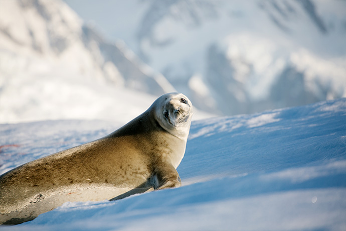 Животный мир Антарктики
