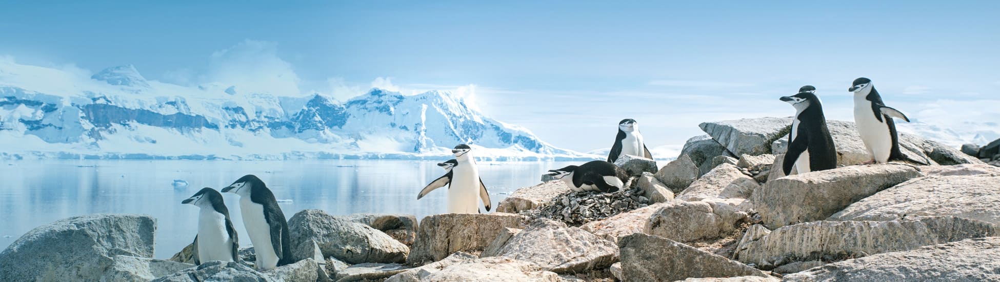 Континент Антарктида - мир айсбергов и пингвинов