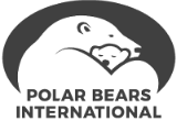 Polar Bears International: организация по сохранению белых медведей