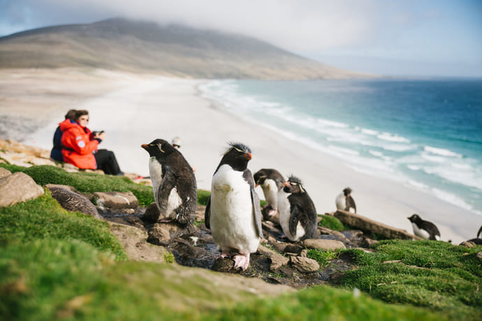 Хохлатые пингвины на Фолклендских островах