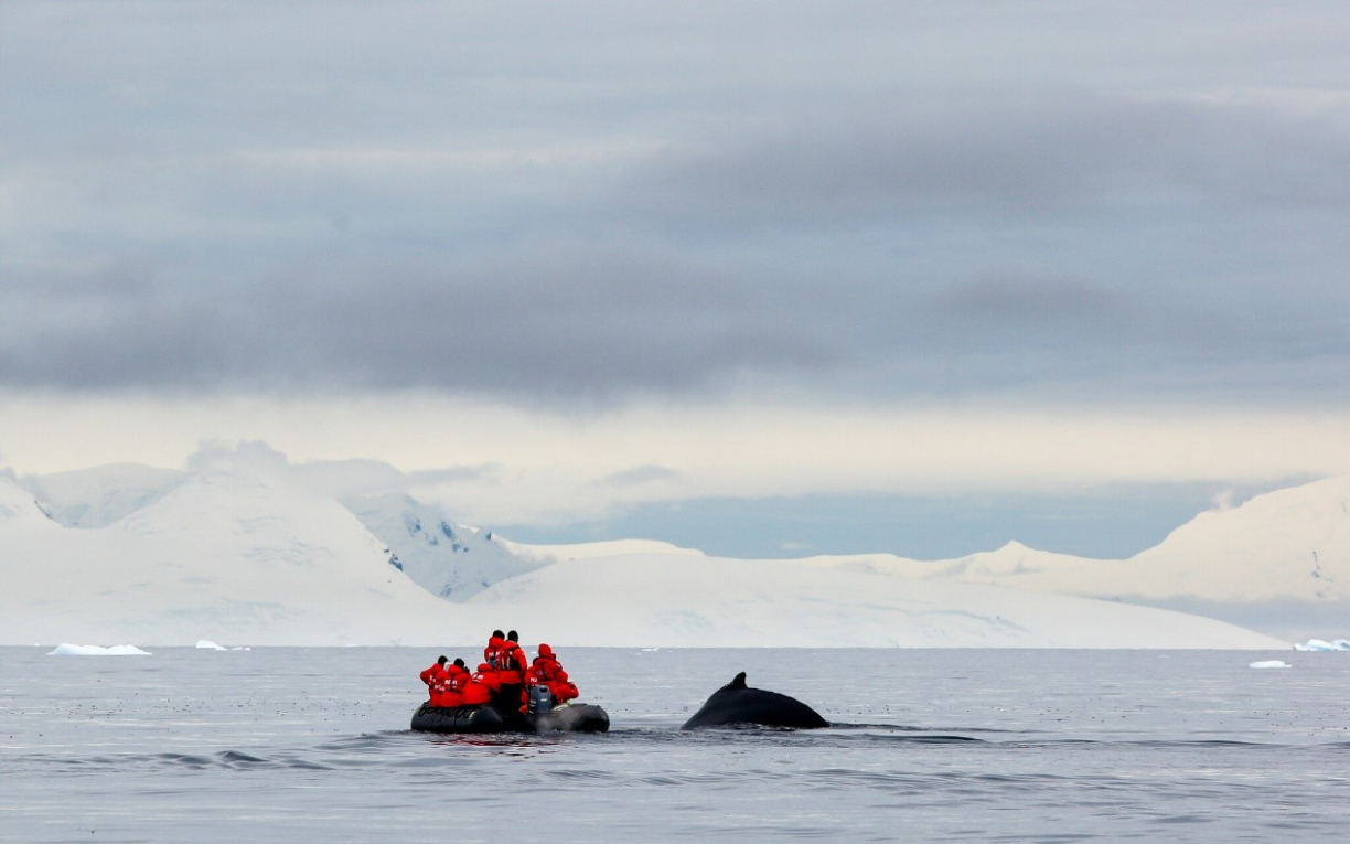 Кит вблизи группы туристов на лодке