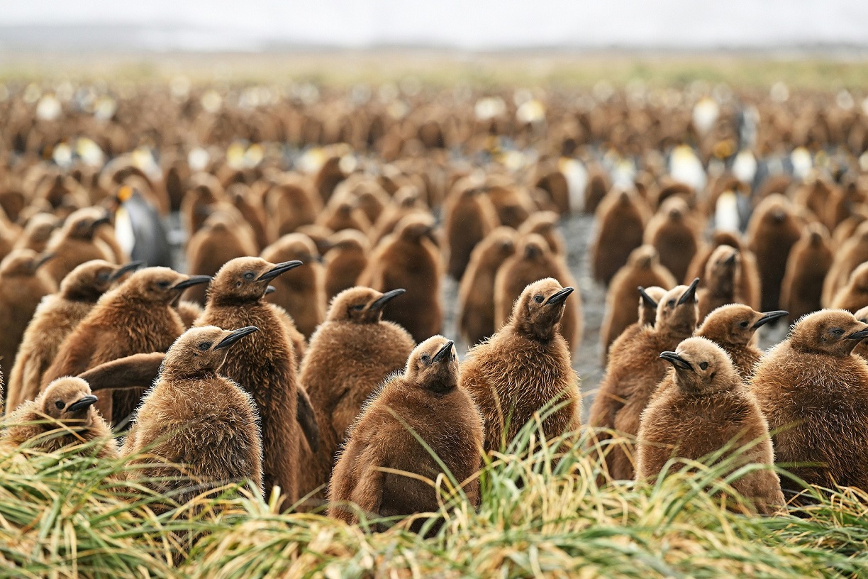 YA6_2258_20231021_10594_SalisburyPlain_SouthGeorgia_KingPenguin_YvesAdams.JPG