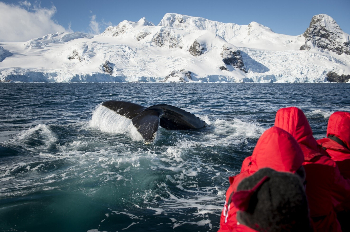 Кит ныряет в воду вблизи людей