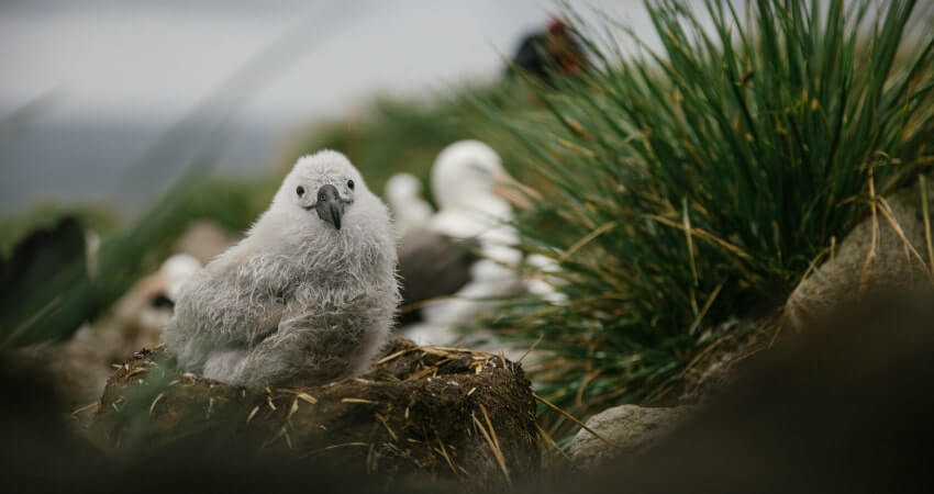 Альбатрос на острове Уэст-Пойнт