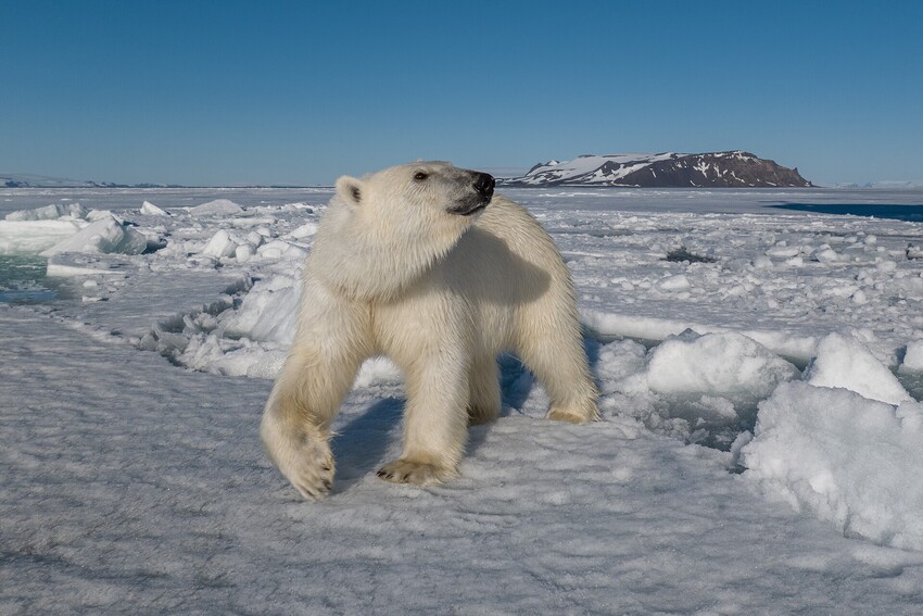 Северный полюс_Вадим Махоров (188).JPEG_compressed.jpeg