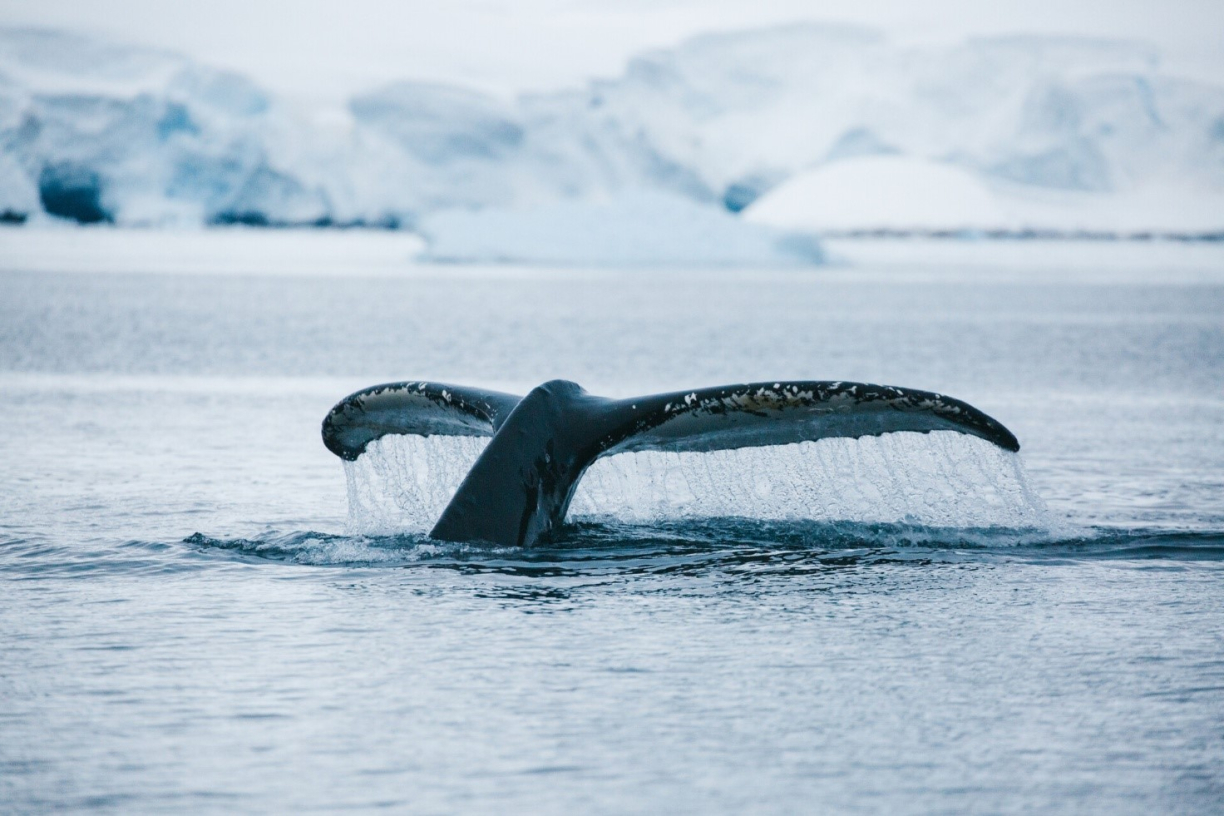 Хвост ныряющего кита