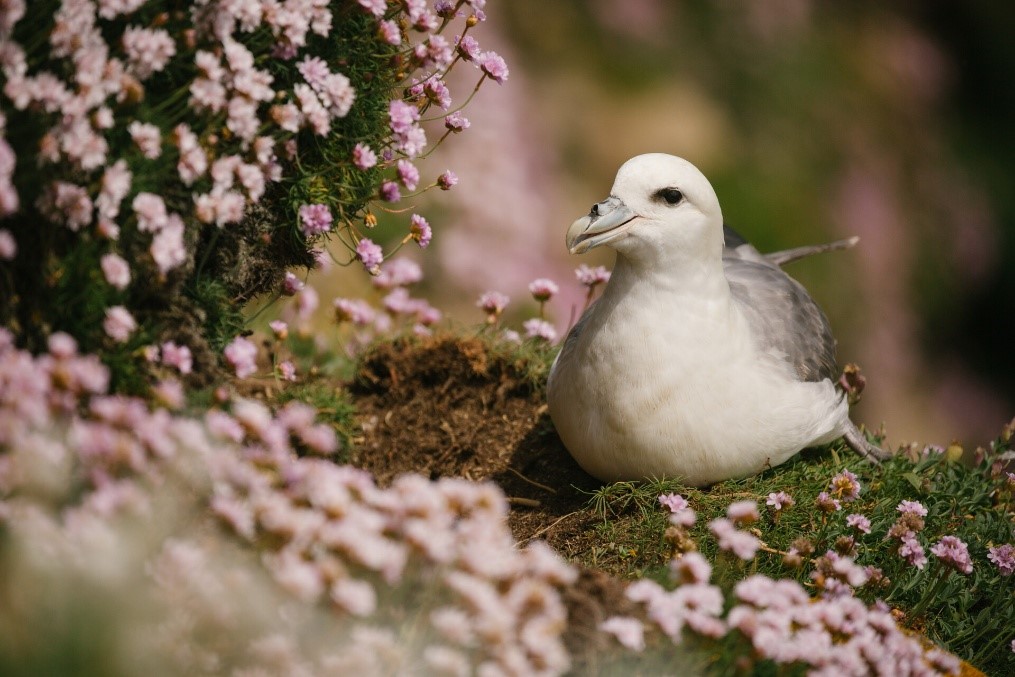 Птица Глупыш