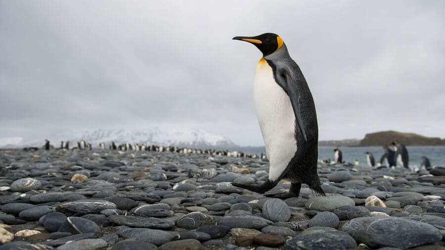 Императорский пингвин