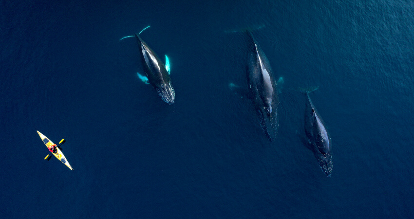 Каякинг с горбатыми китами