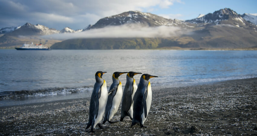Королевские пингвины - круизы в Антарктиду