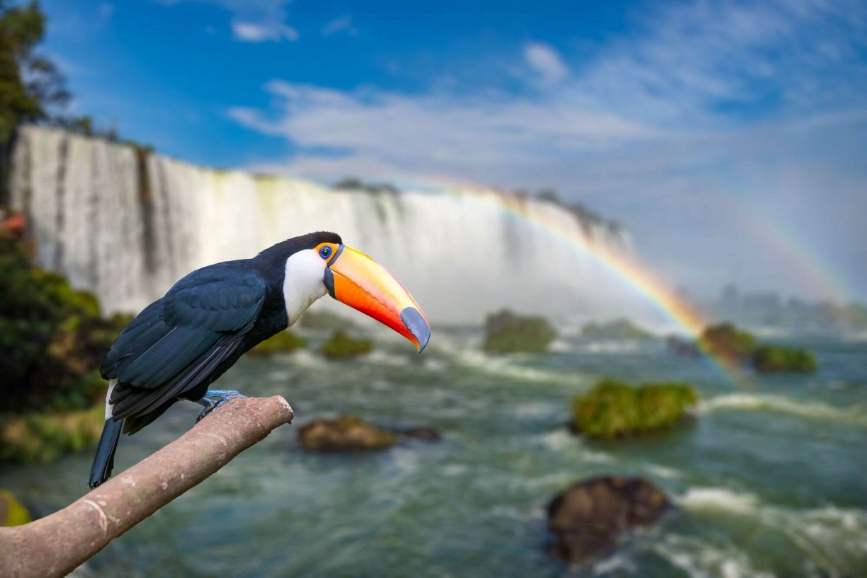 Bird-iguazu-falls-web.jpg
