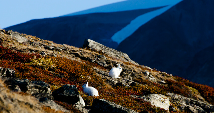Арктический беляк в Гренландии