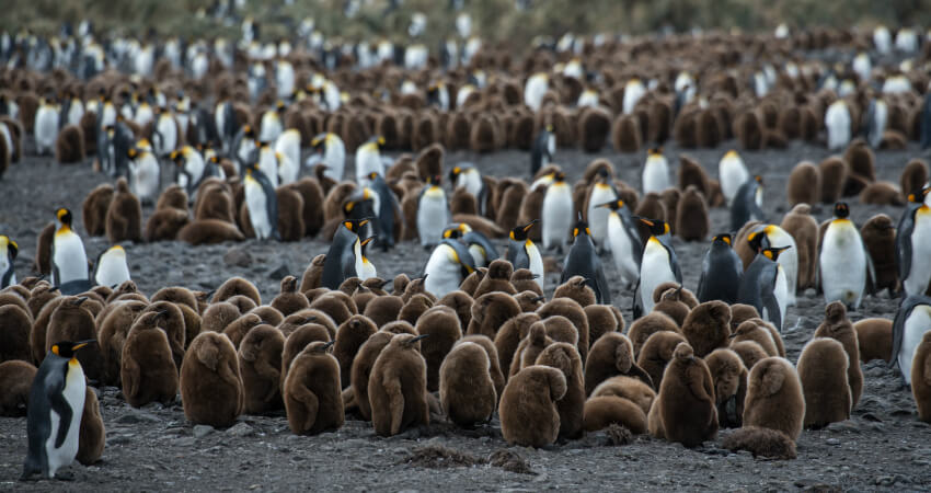 Пингвины на пляже Южной Георгии - экспедиционный круиз