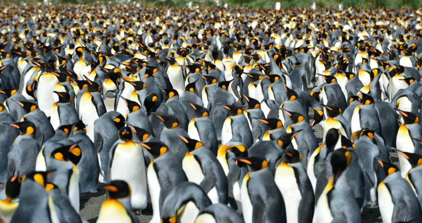 Королевские пингвины - экспедиционный круиз на Южную Георгию