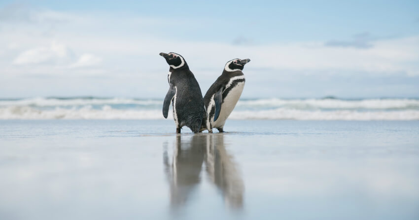 Пингвины Магеллана на Фолклендских островах