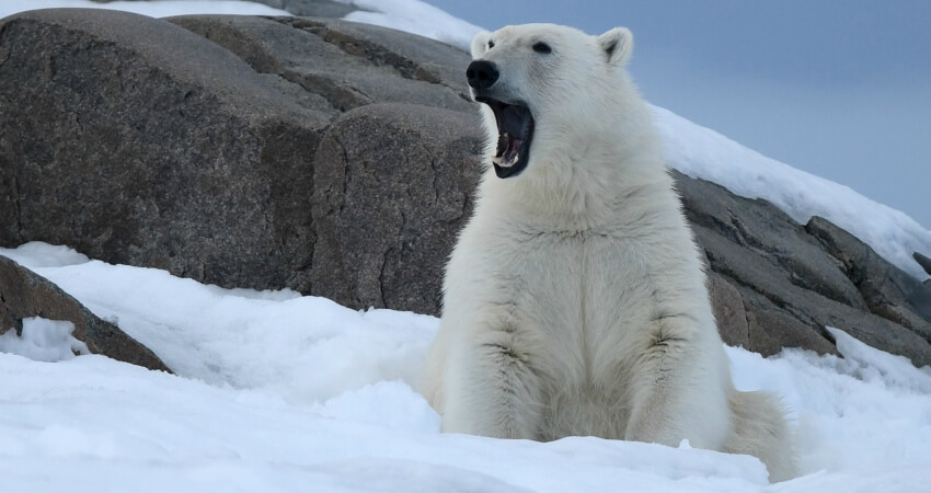 Белый медведь в экспедиционном круизе на Шпицберген