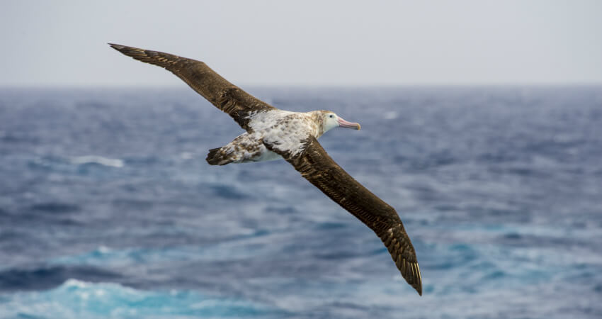 Странствующий альбатрос - экспедиционные круизы в Антарктику