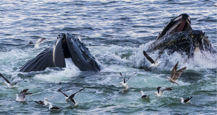 Горбатые киты в Антарктике