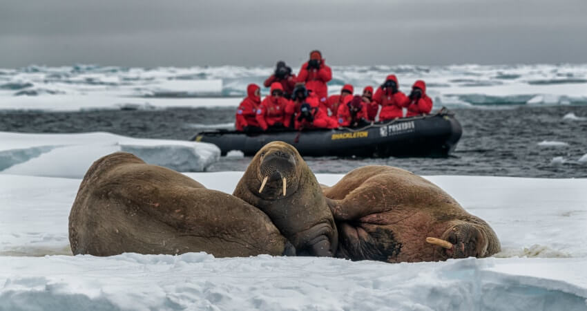 Пассажиры круиза видят моржей с борта лодки