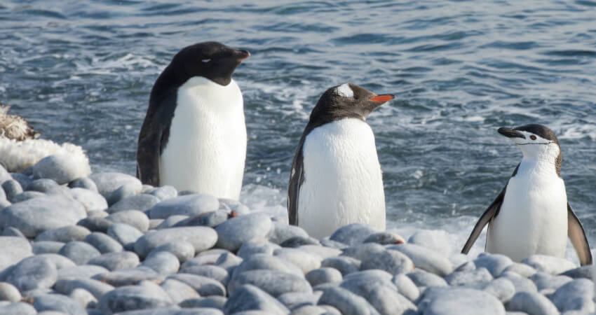 Три вида пингвинов на одном пляже в антарктическом круизе