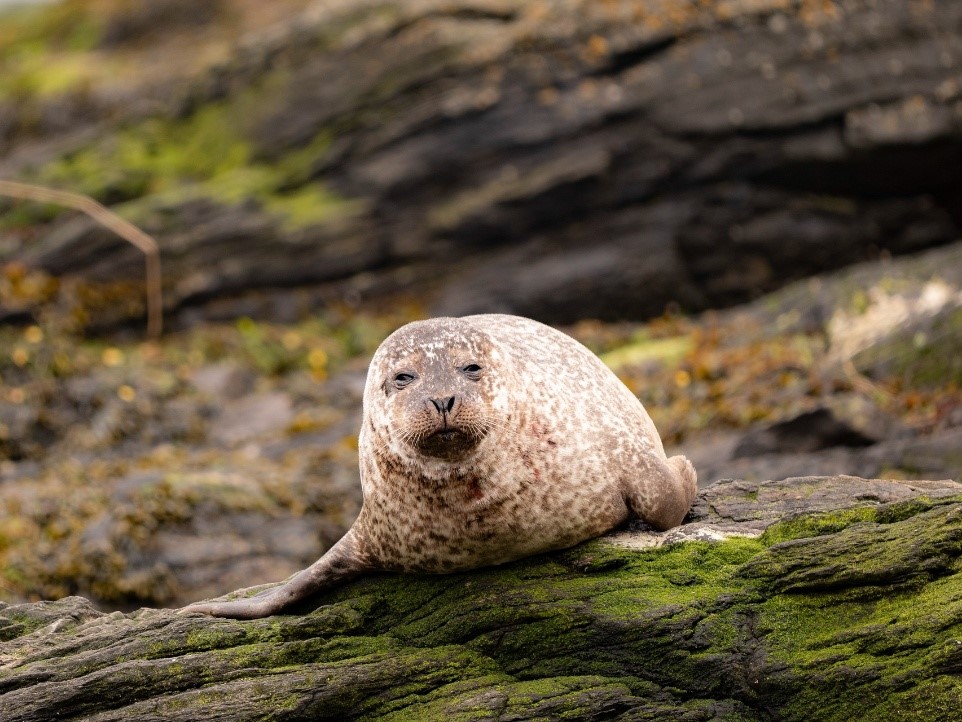 Тюлень на скалистом берегу Фарер