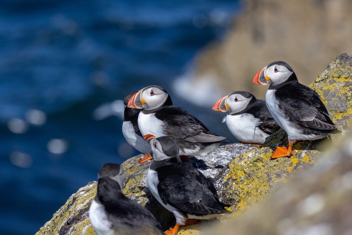 Морские птицы Тупик