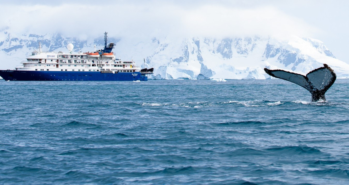 Кит вблизи экспедиционного лайнера
