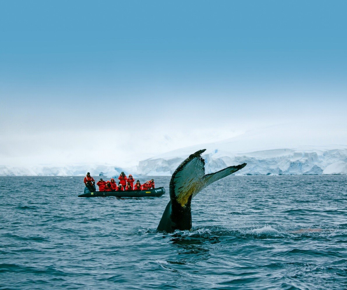 Хвост ныряющего кита на фоне туристов