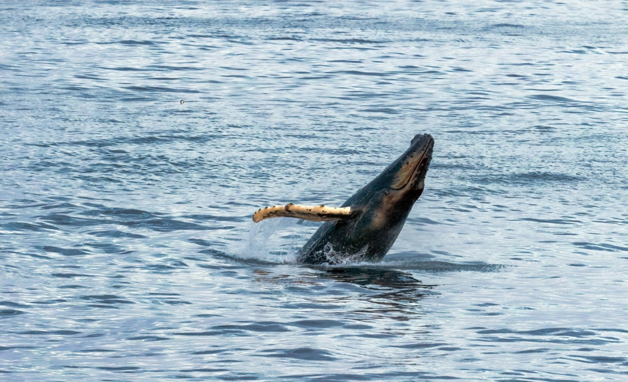 Крупный план выныривающего кита