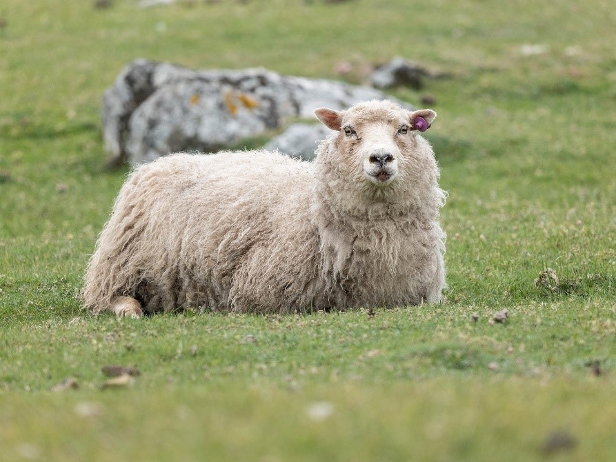Овца на Фарерских островах