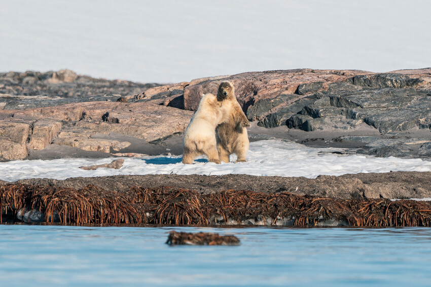 шпицберген_AlexWilliams_6.jpeg шпицберген_AlexWilliams_6.jpeg