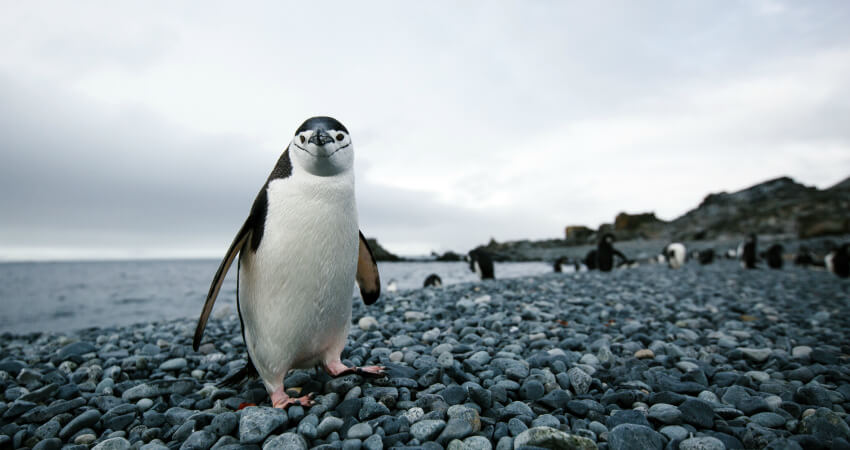 Пингвин в Антарктике