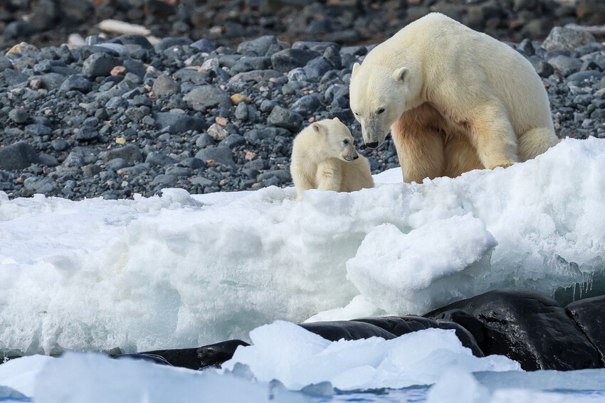 Белая медведица с детёнышем на берегу Белая медведица с детёнышем на берегу