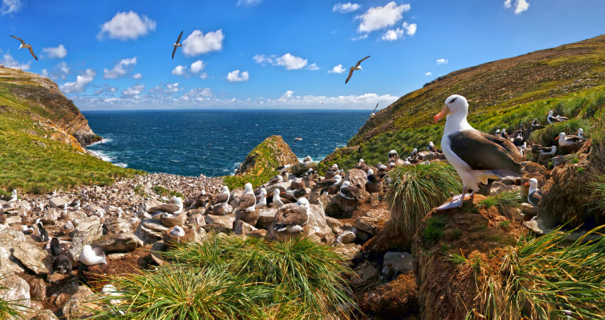 Колония альбатросов на Фолклендах