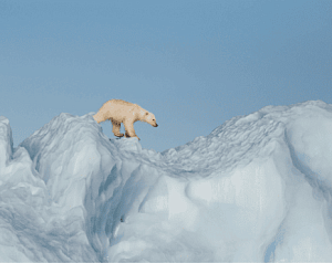 По следам белых медведей