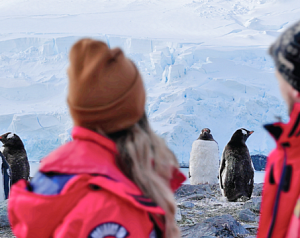 Мир айсбергов и пингвинов