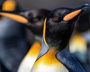 Королевские пингвины в круизе Антарктика - Фолкленды - Южная Георгия
