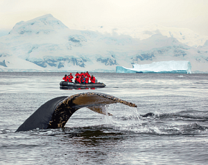 Мир айсбергов и пингвинов