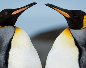 Аудиенция у королевских пингвинов