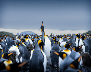 Вся Антарктика в одном путешествии
