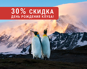 Аудиенция у королевских пингвинов