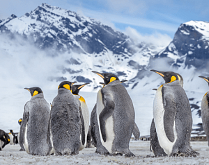 Вся Антарктика в одном путешествии